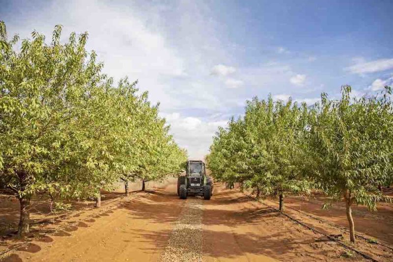 Cadell Orchards image tractor