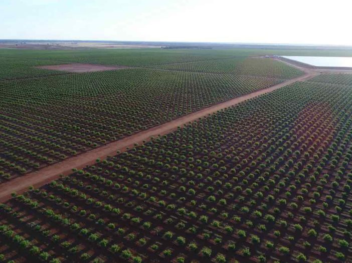 ag solar almond farm nsw